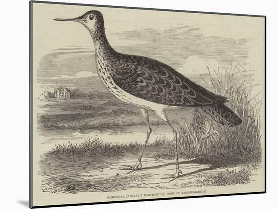 Sandpiper (Totanus Bartramius), Shot in Cambridgeshire-null-Mounted Giclee Print