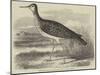 Sandpiper (Totanus Bartramius), Shot in Cambridgeshire-null-Mounted Giclee Print