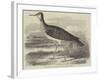 Sandpiper (Totanus Bartramius), Shot in Cambridgeshire-null-Framed Giclee Print