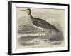 Sandpiper (Totanus Bartramius), Shot in Cambridgeshire-null-Framed Giclee Print