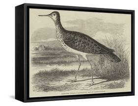 Sandpiper (Totanus Bartramius), Shot in Cambridgeshire-null-Framed Stretched Canvas