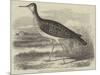 Sandpiper (Totanus Bartramius), Shot in Cambridgeshire-null-Mounted Giclee Print