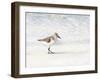 Sandpiper-Denise Brown-Framed Art Print