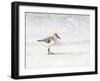 Sandpiper-Denise Brown-Framed Art Print