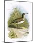 Sandpiper-English-Mounted Giclee Print