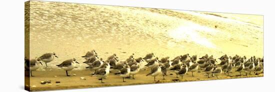 Sandpipers at a Sandbar at Outer Banks-Martina Bleichner-Stretched Canvas