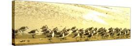 Sandpipers at a Sandbar at Outer Banks-Martina Bleichner-Stretched Canvas