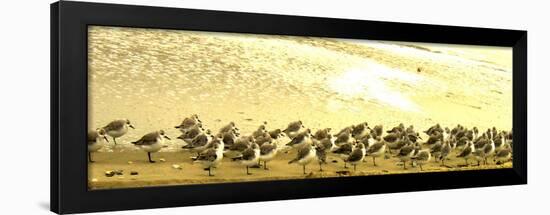 Sandpipers at a Sandbar at Outer Banks-Martina Bleichner-Framed Art Print