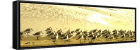 Sandpipers at a Sandbar at Outer Banks-Martina Bleichner-Framed Stretched Canvas