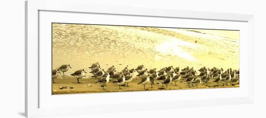 Sandpipers at a Sandbar at Outer Banks-Martina Bleichner-Framed Art Print