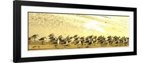 Sandpipers at a Sandbar at Outer Banks-Martina Bleichner-Framed Art Print