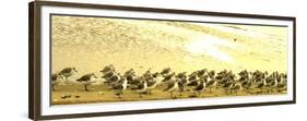 Sandpipers at a Sandbar at Outer Banks-Martina Bleichner-Framed Premium Giclee Print