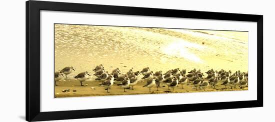 Sandpipers at a Sandbar at Outer Banks-Martina Bleichner-Framed Premium Giclee Print