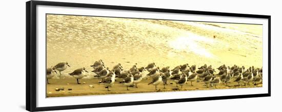 Sandpipers at a Sandbar at Outer Banks-Martina Bleichner-Framed Premium Giclee Print