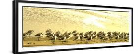 Sandpipers at a Sandbar at Outer Banks-Martina Bleichner-Framed Premium Giclee Print