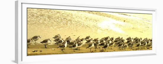 Sandpipers at a Sandbar at Outer Banks-Martina Bleichner-Framed Premium Giclee Print