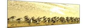 Sandpipers at a Sandbar at Outer Banks-Martina Bleichner-Mounted Premium Giclee Print