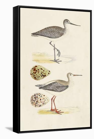 Sandpipers & Eggs I-Morris-Framed Stretched Canvas