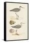 Sandpipers & Eggs I-Morris-Framed Stretched Canvas