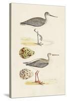 Sandpipers & Eggs I-Morris-Stretched Canvas