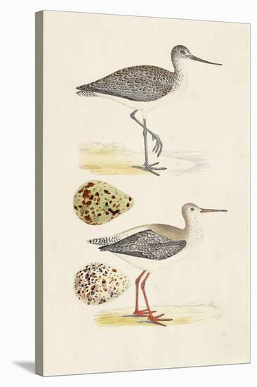 Sandpipers & Eggs I-Morris-Stretched Canvas