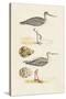 Sandpipers & Eggs I-Morris-Stretched Canvas