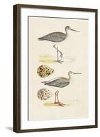 Sandpipers & Eggs I-Morris-Framed Art Print