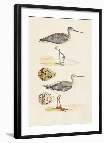 Sandpipers & Eggs I-Morris-Framed Art Print