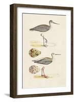 Sandpipers & Eggs I-Morris-Framed Art Print