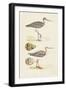 Sandpipers & Eggs I-Morris-Framed Art Print