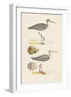 Sandpipers & Eggs I-Morris-Framed Art Print