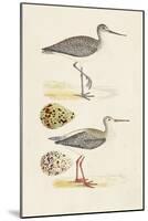 Sandpipers & Eggs I-Morris-Mounted Art Print