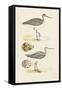 Sandpipers & Eggs I-Morris-Framed Stretched Canvas