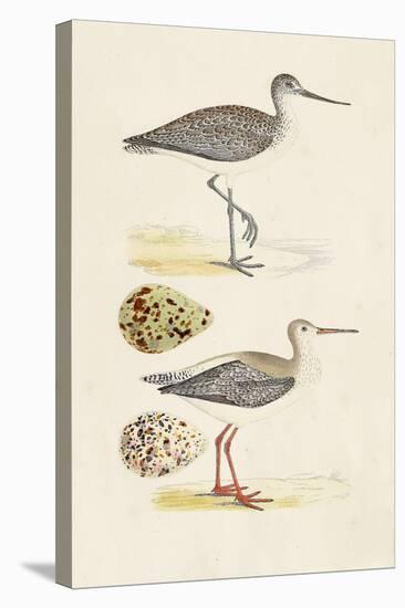 Sandpipers & Eggs I-Morris-Stretched Canvas