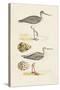 Sandpipers & Eggs I-Morris-Stretched Canvas