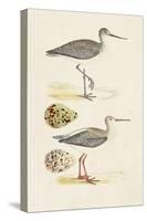 Sandpipers & Eggs I-Morris-Stretched Canvas