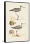 Sandpipers & Eggs I-Morris-Framed Stretched Canvas