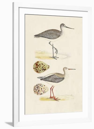 Sandpipers & Eggs I-Morris-Framed Art Print