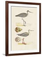 Sandpipers & Eggs I-Morris-Framed Art Print