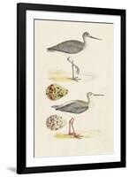 Sandpipers & Eggs I-Morris-Framed Art Print