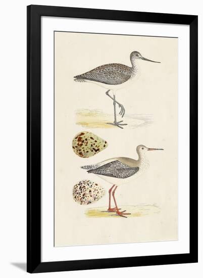 Sandpipers & Eggs I-Morris-Framed Art Print