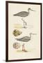 Sandpipers & Eggs I-Morris-Framed Art Print