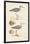 Sandpipers & Eggs I-Morris-Framed Art Print