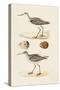 Sandpipers & Eggs II-Morris-Stretched Canvas