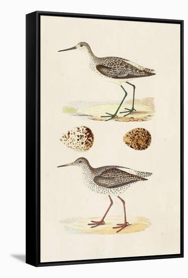 Sandpipers & Eggs II-Morris-Framed Stretched Canvas