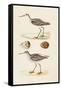 Sandpipers & Eggs II-Morris-Framed Stretched Canvas