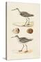 Sandpipers & Eggs II-Morris-Stretched Canvas