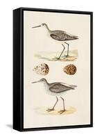 Sandpipers & Eggs II-Morris-Framed Stretched Canvas