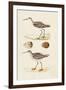 Sandpipers & Eggs II-Morris-Framed Art Print