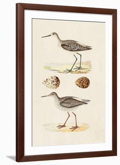 Sandpipers & Eggs II-Morris-Framed Art Print